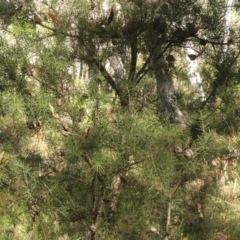 Hakea sericea at High Range, NSW - 5 May 2023 11:50 AM