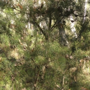 Hakea sericea at High Range, NSW - 5 May 2023