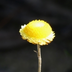 Coronidium sp. at High Range, NSW - 5 May 2023 by Curiosity