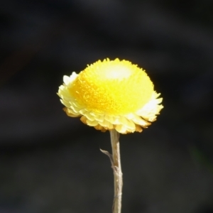 Coronidium sp. at High Range - 5 May 2023