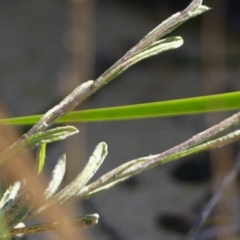 Coronidium sp. at High Range - 5 May 2023