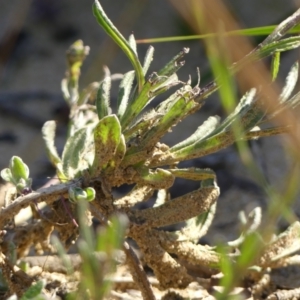 Coronidium sp. at High Range - 5 May 2023