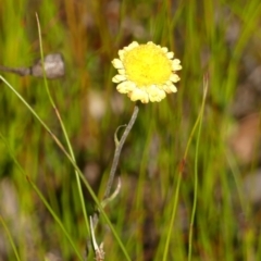 Coronidium sp. at High Range - 5 May 2023