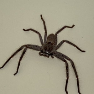 Sparassidae (family) at Aranda, ACT - 18 May 2023 08:39 AM