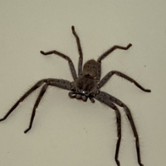 Sparassidae (family) (A Huntsman Spider) at Aranda, ACT - 17 May 2023 by Jubeyjubes
