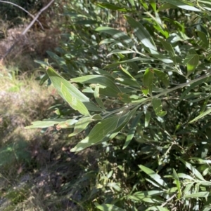 Acacia melanoxylon at Tennent, ACT - 10 Apr 2023