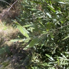 Acacia melanoxylon (Blackwood) at Tennent, ACT - 10 Apr 2023 by Tapirlord