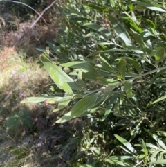 Acacia melanoxylon at Tennent, ACT - 10 Apr 2023