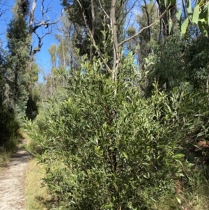 Acacia melanoxylon at Tennent, ACT - 10 Apr 2023