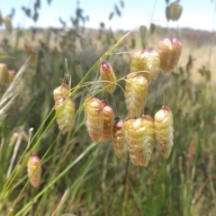 Briza maxima (Quaking Grass, Blowfly Grass) at Macgregor, ACT - 25 Nov 2022 by michaelb