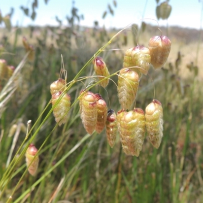 Briza maxima (Quaking Grass, Blowfly Grass) at Jarramlee-West MacGregor Grasslands - 25 Nov 2022 by michaelb