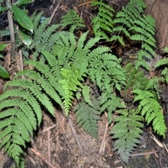 Leptopteris fraseri (Crepe Fern) at Fitzroy Falls, NSW - 15 May 2023 by plants