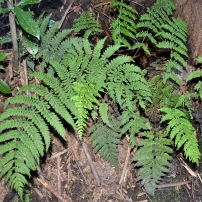Leptopteris fraseri (Crepe Fern) at Meryla State Forest - 15 May 2023 by plants