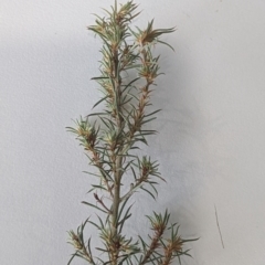 Pultenaea juniperina (Prickly Bush-pea) at Gundaroo, NSW - 16 May 2023 by mainsprite