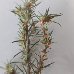 Pultenaea juniperina at Gundaroo, NSW - 16 May 2023 10:54 AM