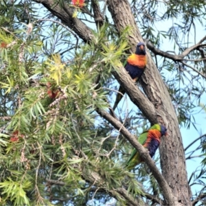 Trichoglossus moluccanus at Jamberoo, NSW - 18 May 2023