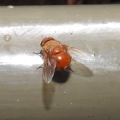 Calliphora sp. (genus) (Unidentified blowfly) at Acton, ACT - 18 May 2023 by HelenCross