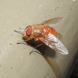 Calliphora sp. (genus) at Acton, ACT - 18 May 2023