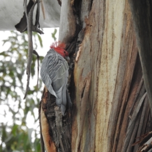 Callocephalon fimbriatum at Acton, ACT - suppressed