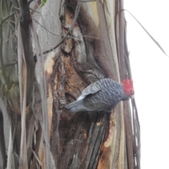 Callocephalon fimbriatum at Acton, ACT - suppressed