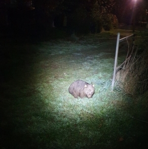 Vombatus ursinus at Hackett, ACT - 11 May 2023 10:20 PM