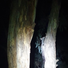 Petaurus notatus (Krefft’s Glider, Sugar Glider) at Mount Majura - 25 Apr 2023 by msietsma