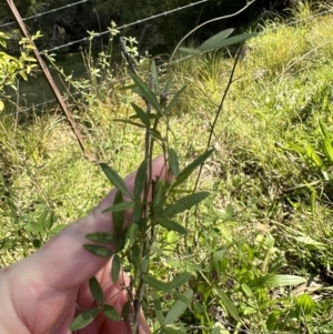 Glycine microphylla at suppressed - suppressed