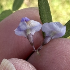 Glycine microphylla at Kangaroo Valley, NSW - 18 May 2023