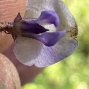 Glycine microphylla at suppressed - 18 May 2023