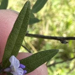 Glycine microphylla at Kangaroo Valley, NSW - 18 May 2023