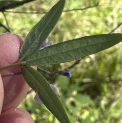 Glycine microphylla at Kangaroo Valley, NSW - 18 May 2023