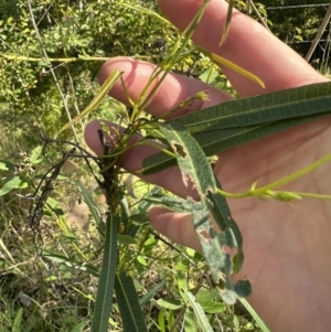 Hardenbergia violacea at Kangaroo Valley, NSW - 18 May 2023