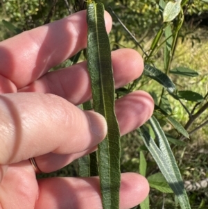 Hardenbergia violacea at Kangaroo Valley, NSW - 18 May 2023