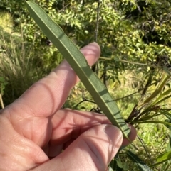 Hardenbergia violacea at Kangaroo Valley, NSW - 18 May 2023