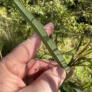 Hardenbergia violacea at Kangaroo Valley, NSW - suppressed