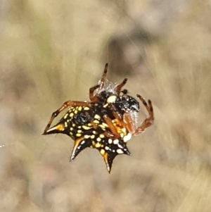 Austracantha minax at Watson, ACT - 21 Feb 2023 10:20 AM