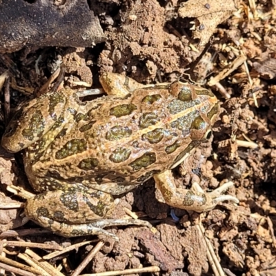 Limnodynastes tasmaniensis (Spotted Grass Frog) at Wee Jasper, NSW - 18 May 2023 by trevorpreston