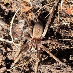 Miturga sp. (genus) (Unidentified False wolf spider) at Wee Jasper, NSW - 18 May 2023 by trevorpreston
