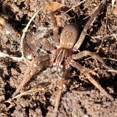 Miturga sp. (genus) at Wee Jasper, NSW - 18 May 2023 11:47 AM