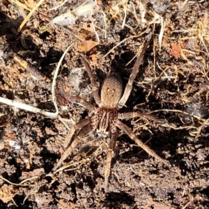 Miturga sp. (genus) at Wee Jasper, NSW - 18 May 2023 11:47 AM