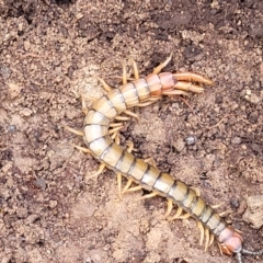 Cormocephalus aurantiipes (Orange-legged Centipede) at Wee Jasper, NSW - 18 May 2023 by trevorpreston