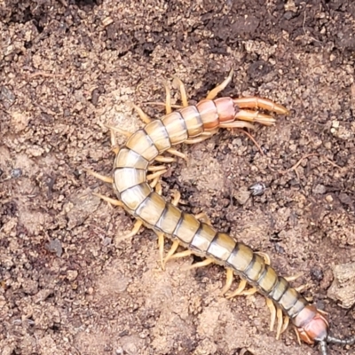 Cormocephalus aurantiipes (Orange-legged Centipede) at Wee Jasper Nature Reserve - 18 May 2023 by trevorpreston