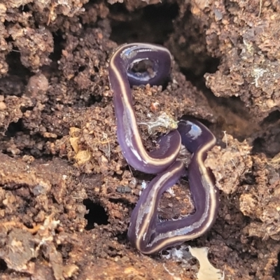 Caenoplana coerulea (Blue Planarian, Blue Garden Flatworm) at Wee Jasper Nature Reserve - 18 May 2023 by trevorpreston