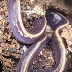 Caenoplana coerulea at Wee Jasper, NSW - 18 May 2023