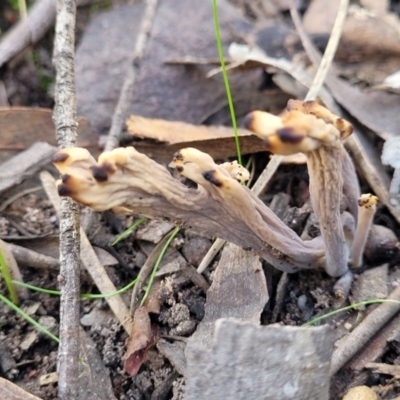 Clavulina vinaceocervina (Dark-tipped Coral) at Wee Jasper Nature Reserve - 18 May 2023 by trevorpreston