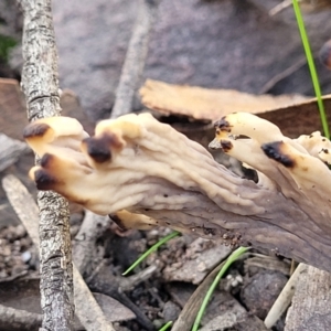 Clavulina vinaceocervina at Wee Jasper, NSW - 18 May 2023