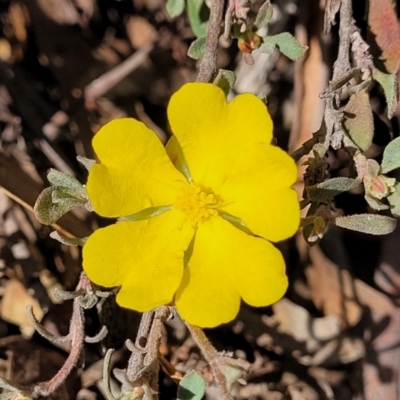 Hibbertia obtusifolia (Grey Guinea-flower) at Wee Jasper, NSW - 18 May 2023 by trevorpreston