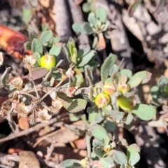 Hibbertia obtusifolia at Wee Jasper, NSW - 18 May 2023