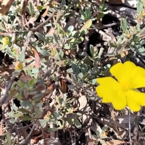 Hibbertia obtusifolia at Wee Jasper, NSW - 18 May 2023