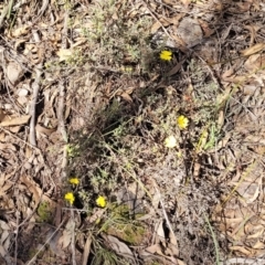 Hibbertia obtusifolia at Wee Jasper, NSW - 18 May 2023